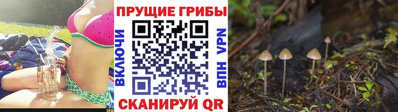 Псилоцибиновые грибы мицелий  hydra вход  Пойковский 